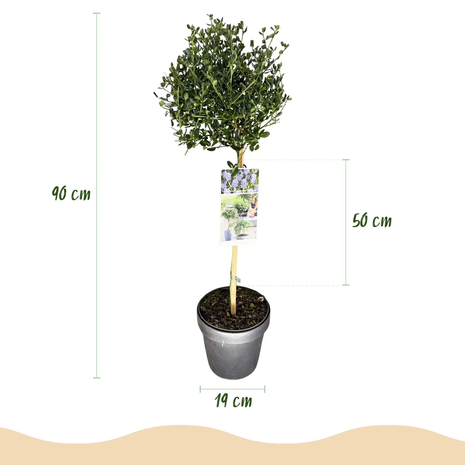 Plant and Stories Céanothe Victoria arbuste pot 19 cm 90 cm violet