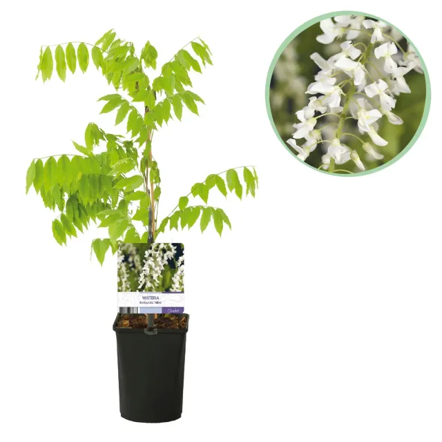 Plant and Stories Glycine Alba Wisteria grimpante pot 11cm soleil