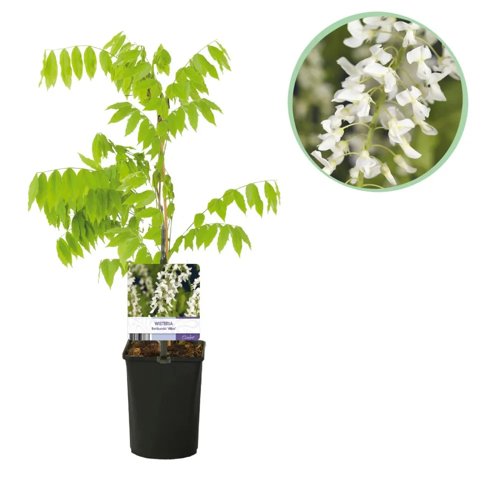 Plant and Stories Glycine Alba Wisteria grimpante pot 11cm soleil