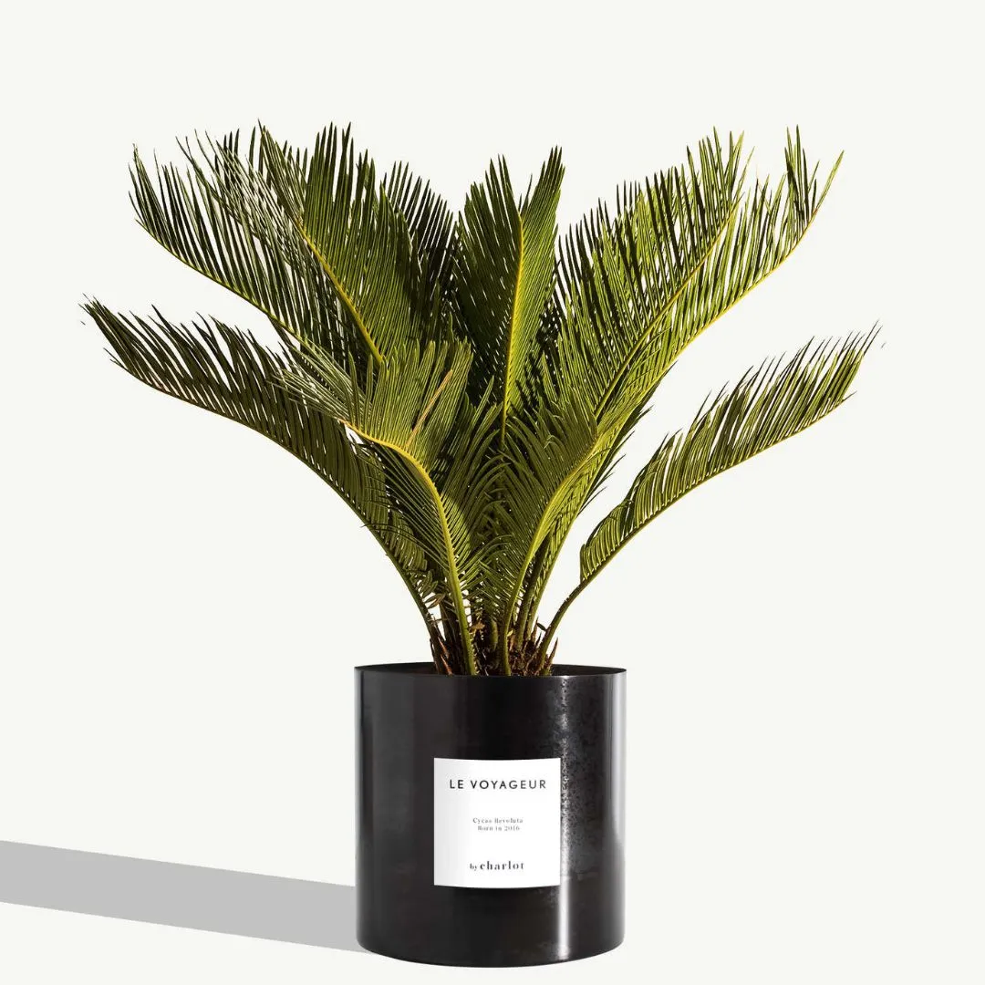 By Charlot Métal mat cache-pot noir onyx 18 cm