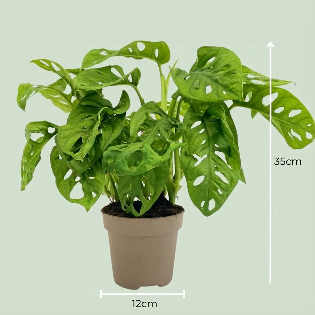 PLANT AND STORIES Monstera Adansonii Monkey Mask pot 12cm