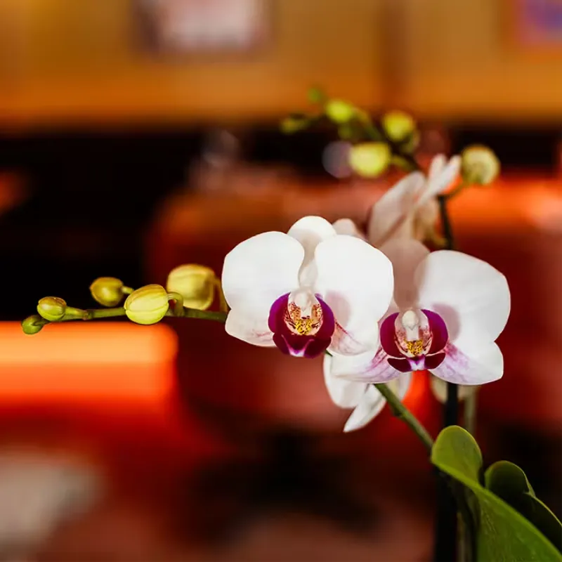 Plant and Stories Phalaenopsis Gibraltar orchidée coffret cadeau 9 cm