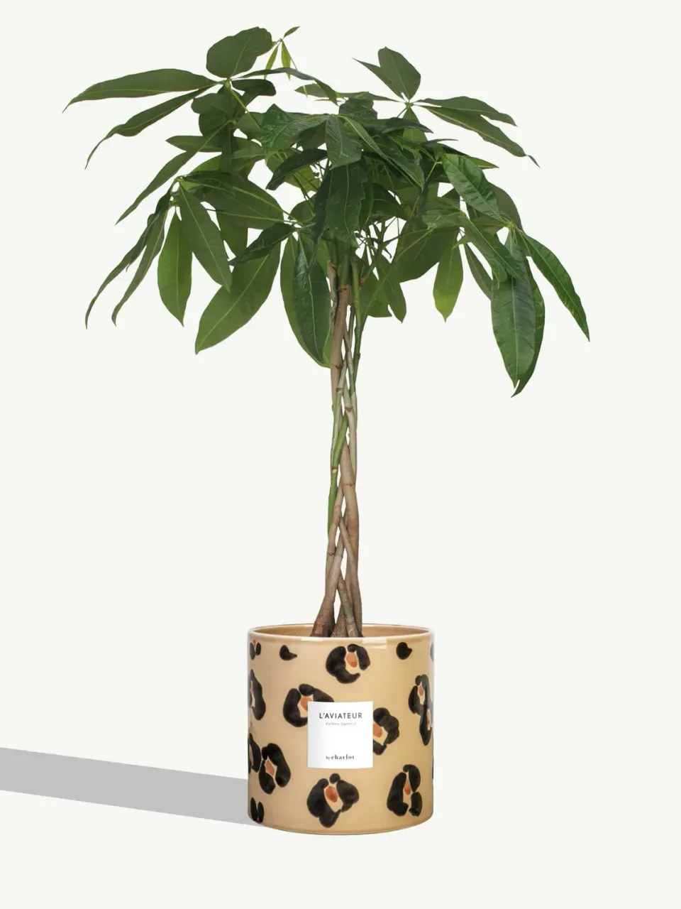 By Charlot L'Aviateur grande plante verte L+ 100 cm