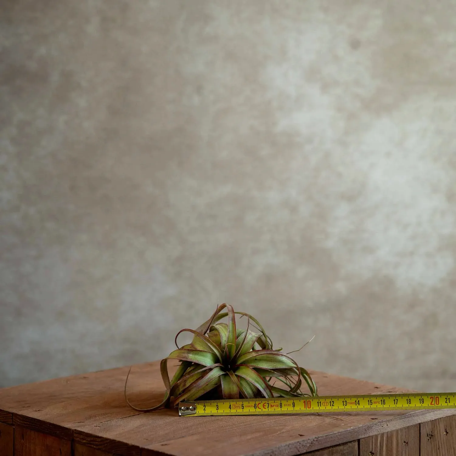 Airplantshop Eric Knobloch plante hybride terrarium S-M
