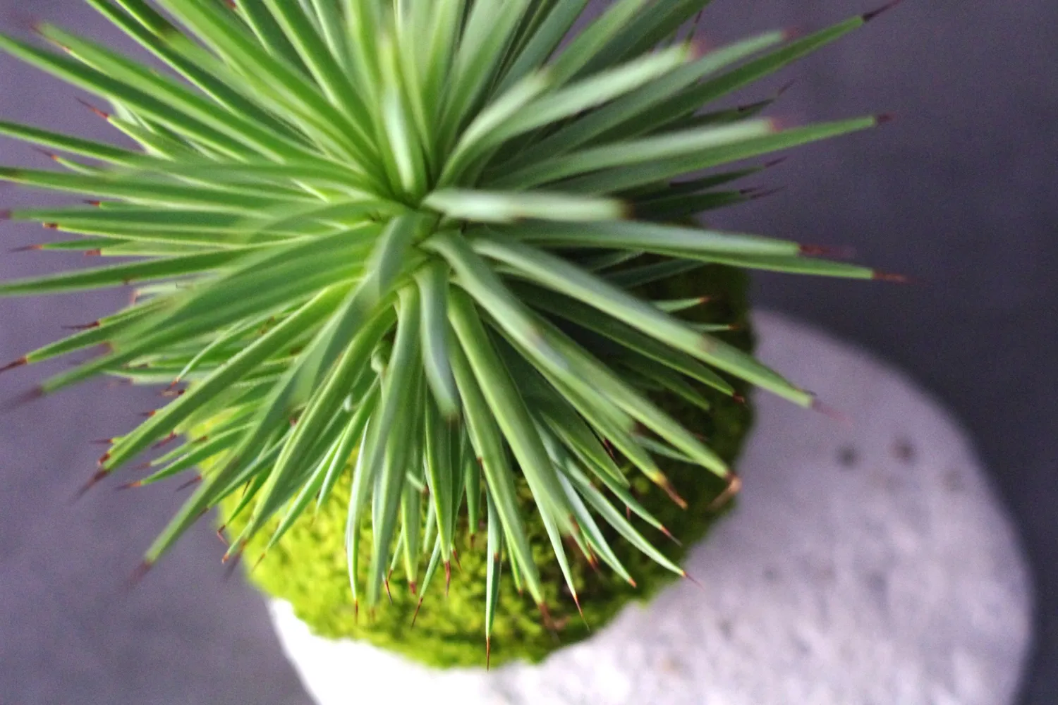 AQUAPHYTE Chichén Itzá Ni kokedama agave nana