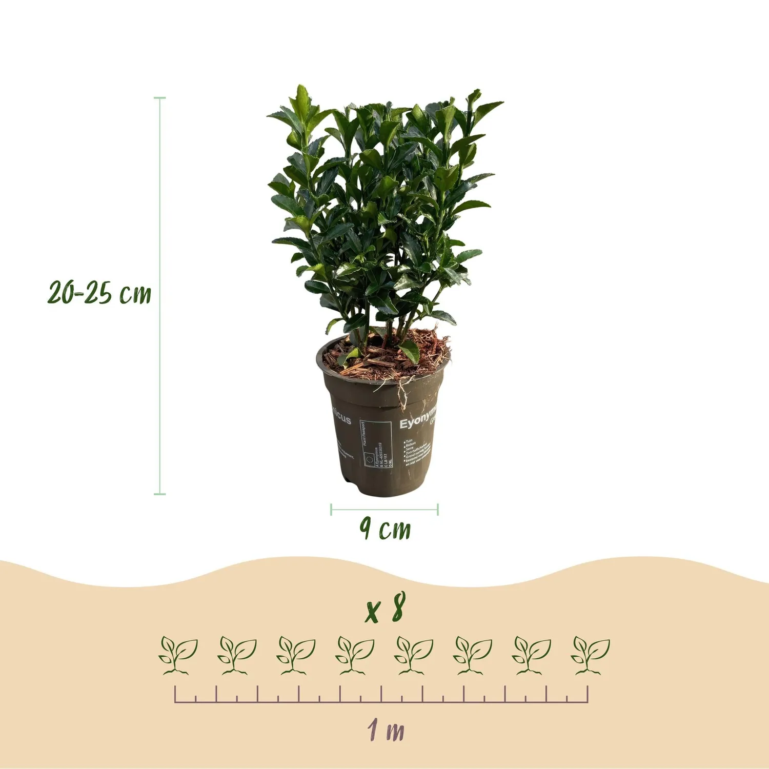 Plant and Stories Fusain Green Spire haie persistante 8 plants 9cm