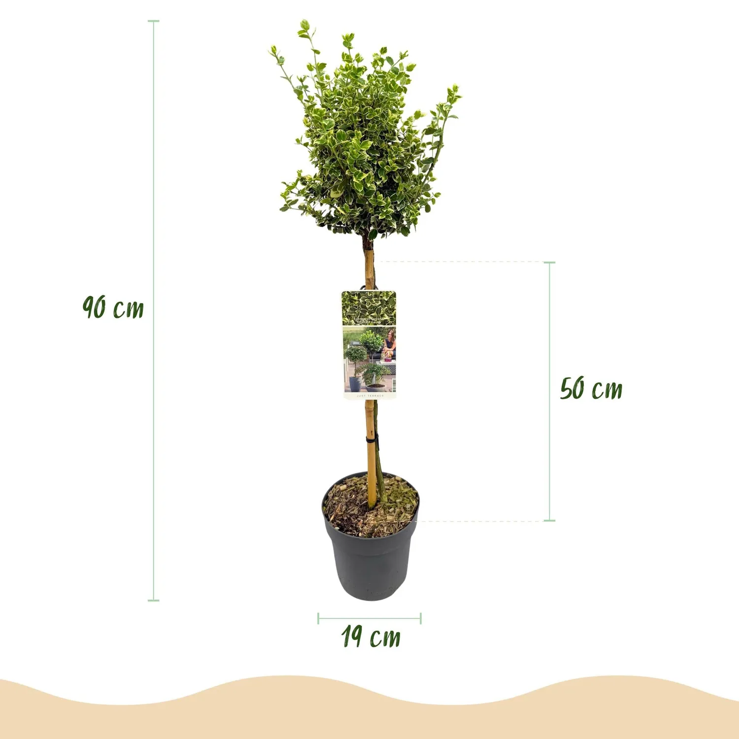 Plant and Stories Fusain Emerald Gaiety tige 90 cm pot 19 cm