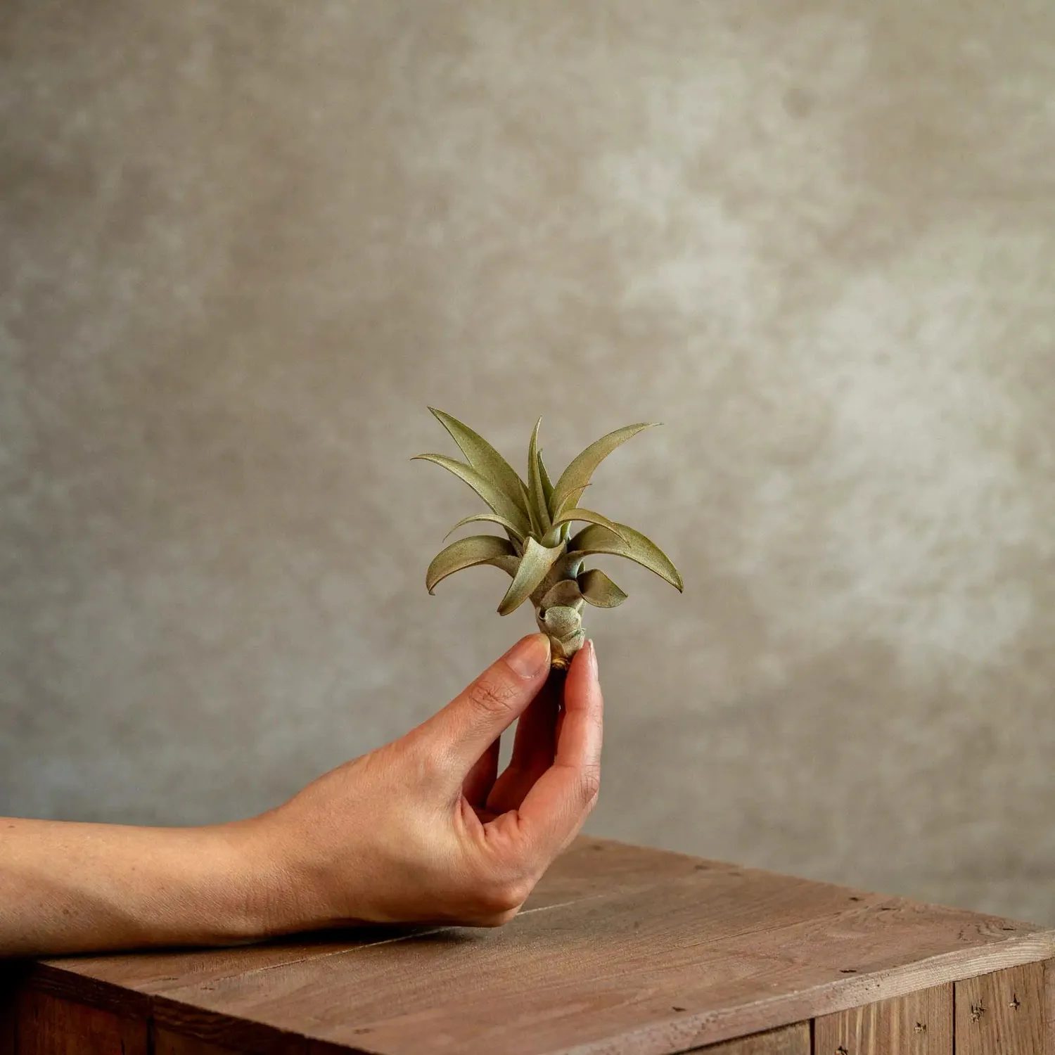 Airplantshop Tillandsia Capitata plante aérienne medium