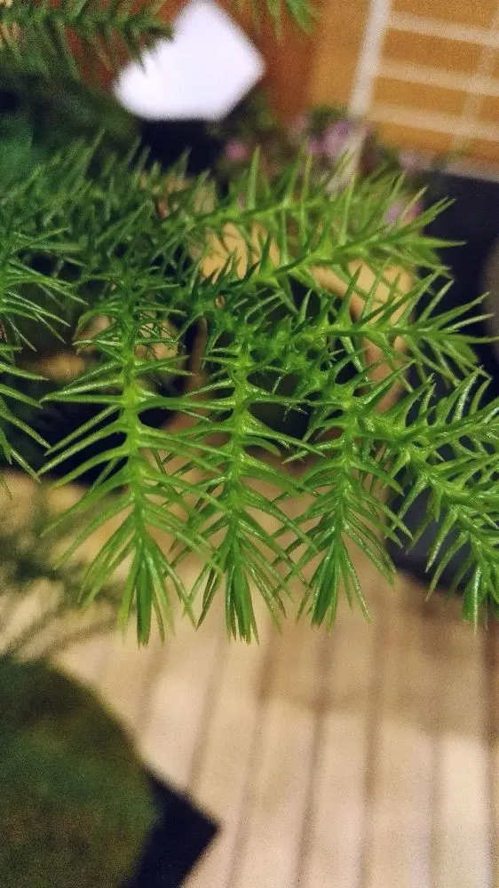 AQUAPHYTE Araucanie kokedama Ni conifère vert-gris