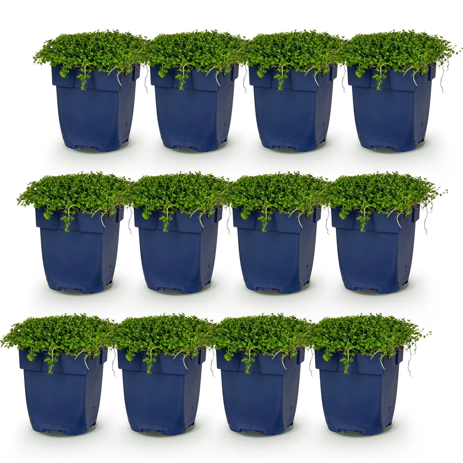 Plant and Stories Isotoma fluviatilis vivace 12 plants pot 11 cm
