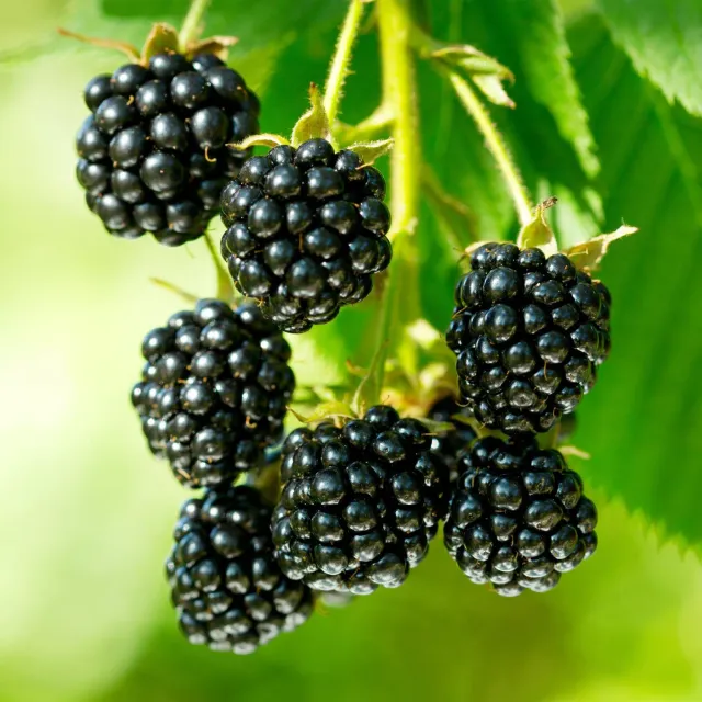 Plant and Stories Mûre Black Jewel ronce fruitière lot de 2 sucrée