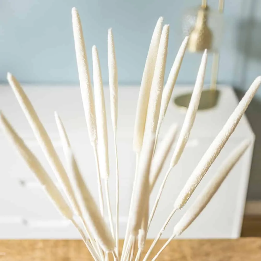 Réconciliation Végétale babala bouquet fleurs séchées blanc 15 tiges
