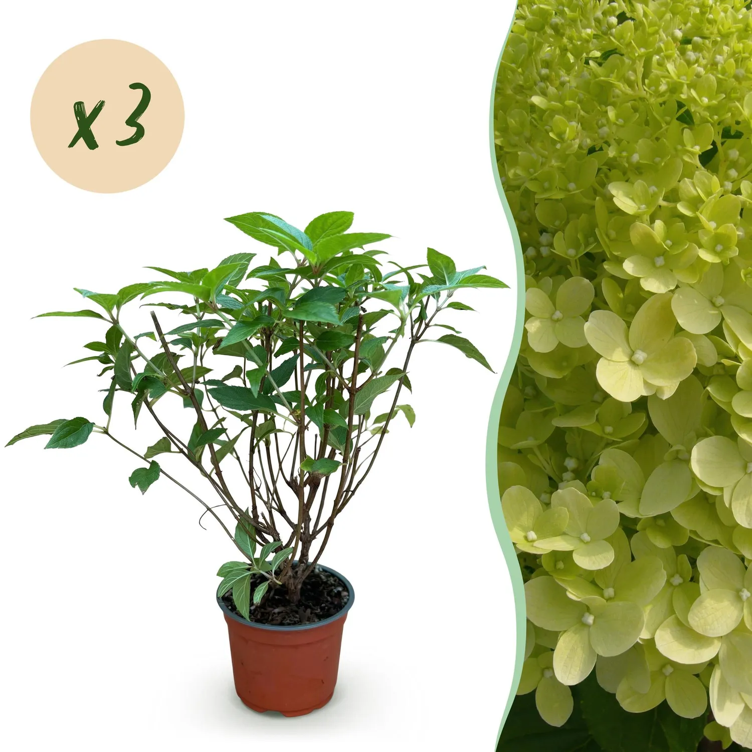 Plant and Stories hortensia paniculé Limelight pot 12 cm floraison verte