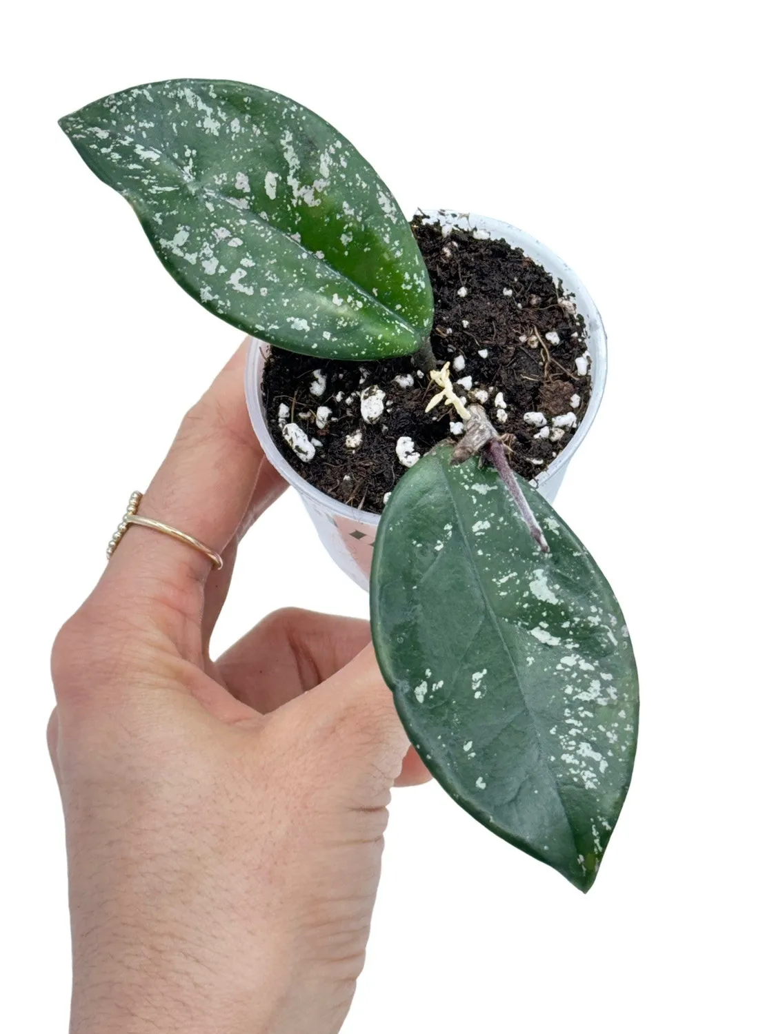 Plant and Stories Hoya Carnosa Freckles Splash plante pot 9 cm