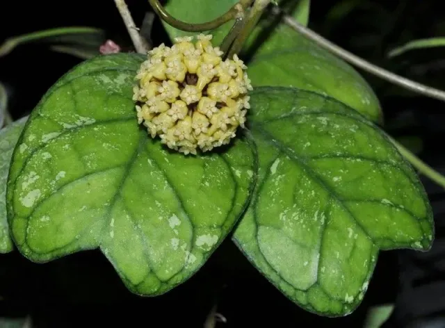 Plant and Stories Deykeae hoya argentée 8 cm