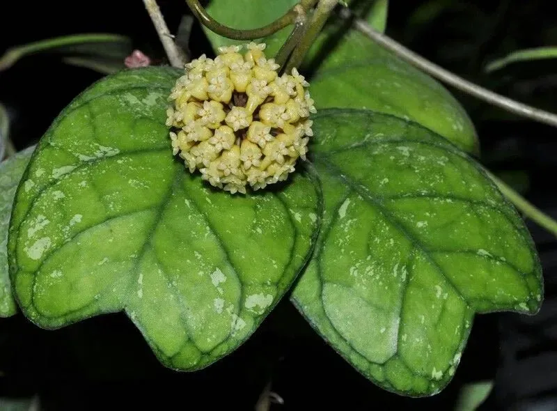 Plant and Stories Deykeae hoya argentée 8 cm