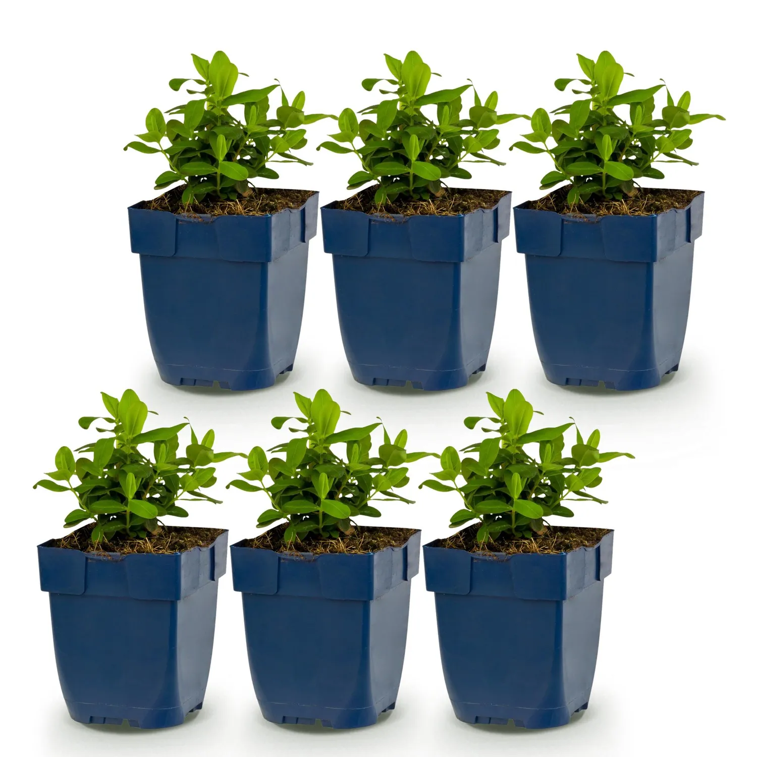Plant and Stories Millepertuis Hypericum couvre-sol pot 11 cm jaune