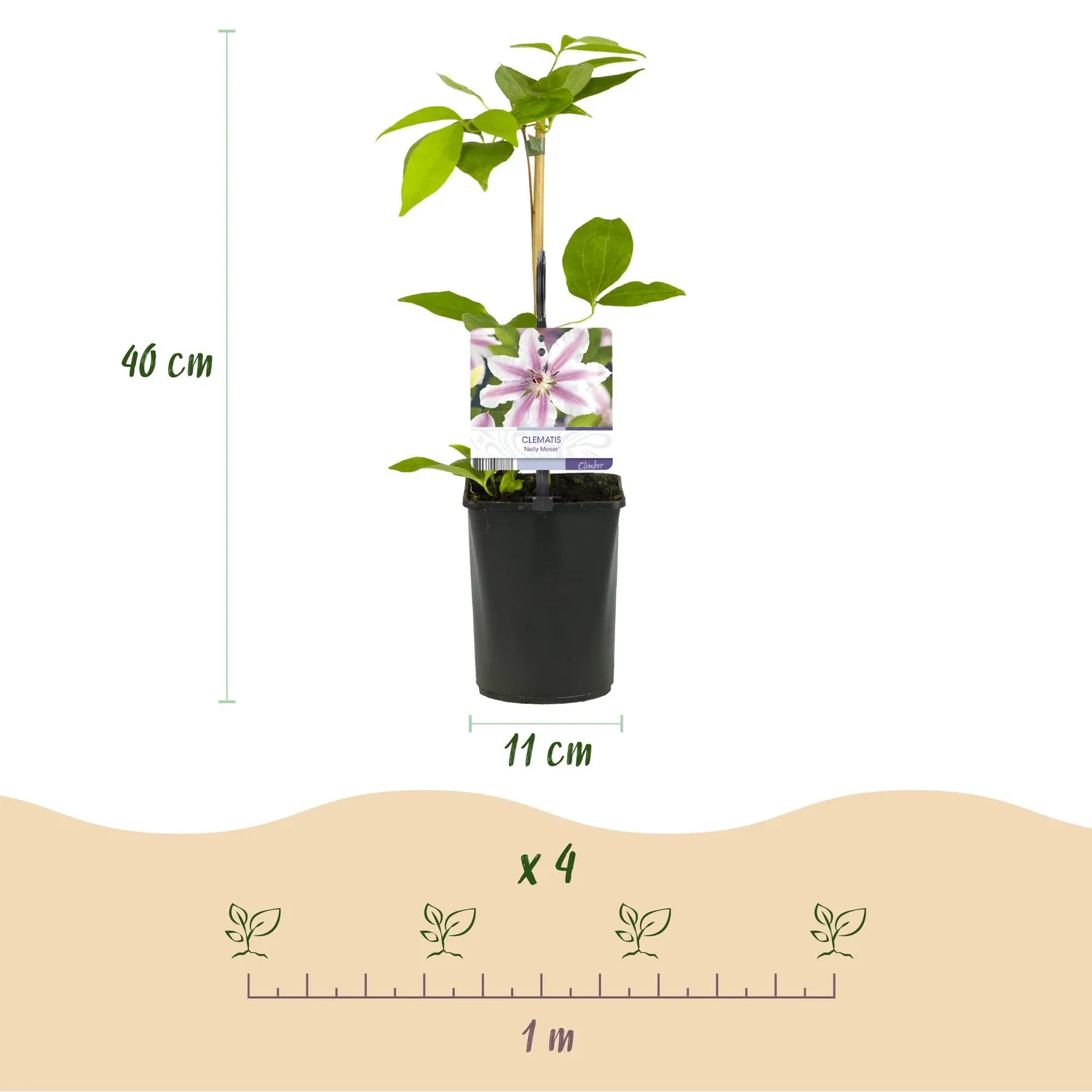 Plant and Stories Nelly Moser clématite rose lot de 2