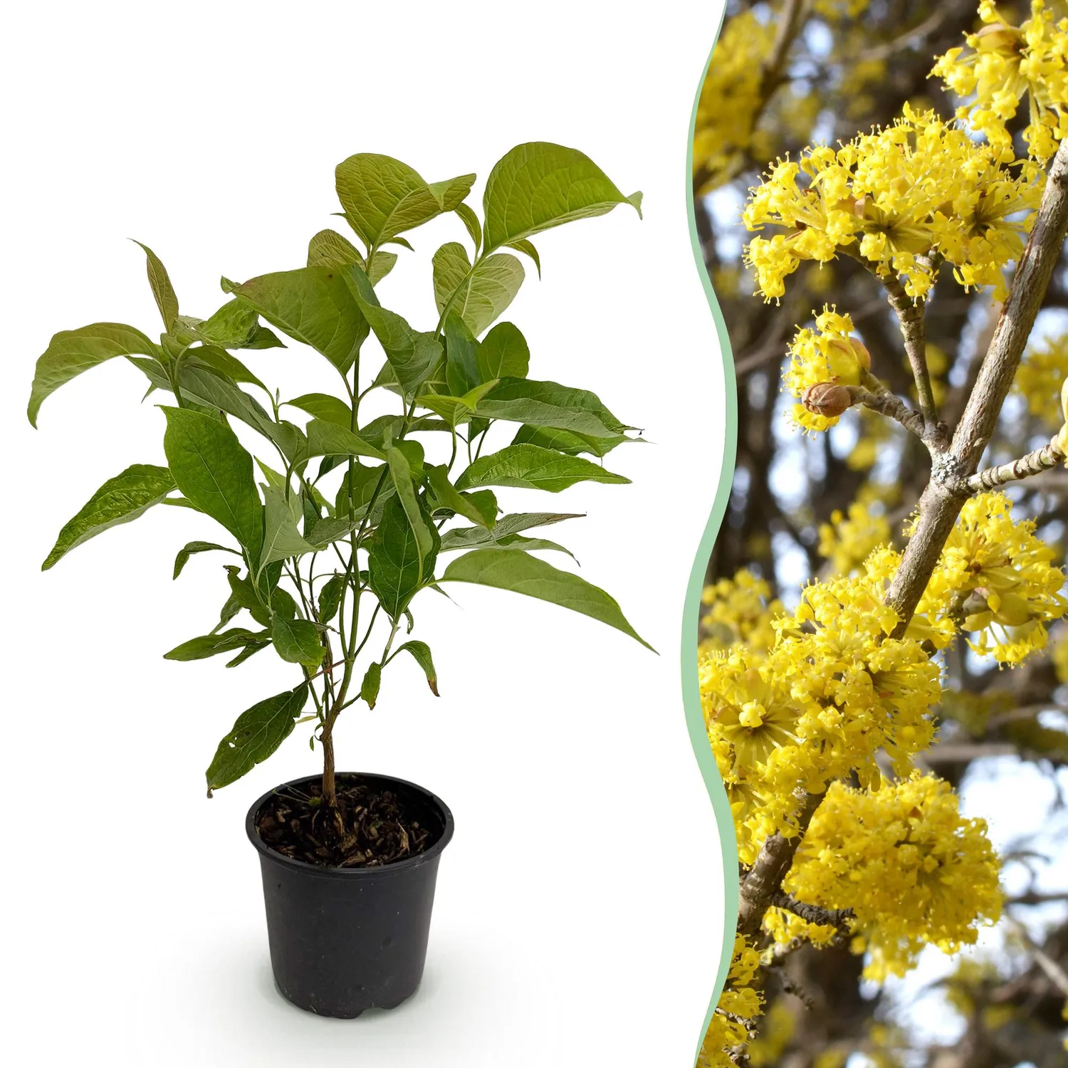 Plant and Stories Cornus Mas cornouiller arbuste pot 12 cm