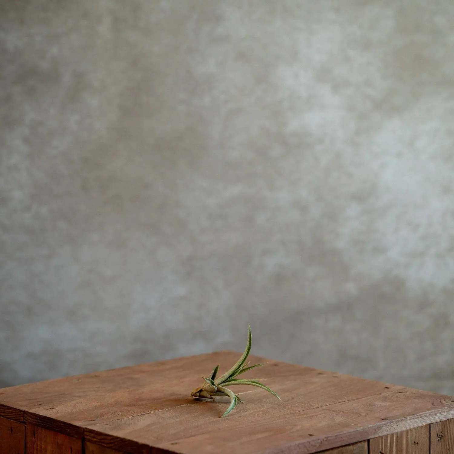 Airplantshop Tillandsia Capitata plante aérienne medium