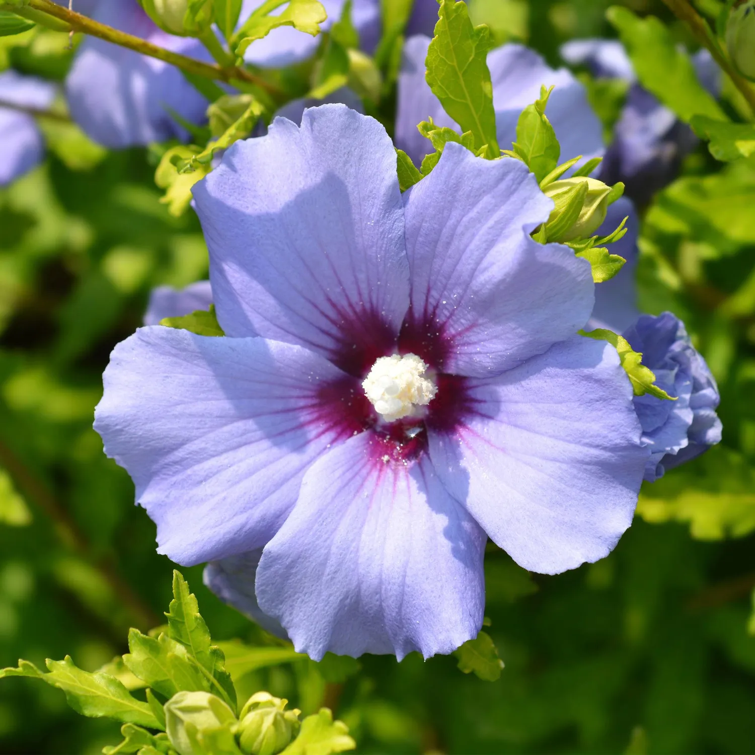 Plant and Stories Hibiscus Oiseau Bleu arbuste 1 plant bleu