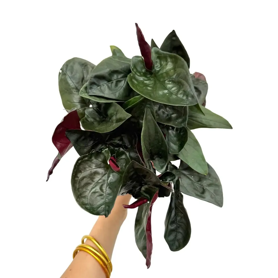 Plant and Stories Syngonium Red Arrow plante pot 6cm rouge