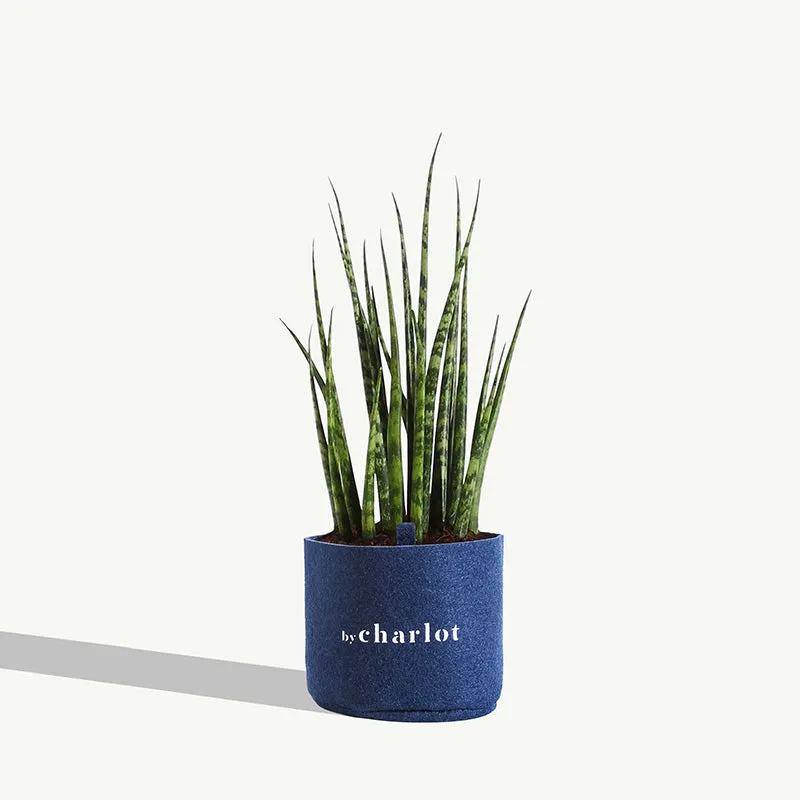By Charlot Le Charmeur recharge plante succulente S sansevieria
