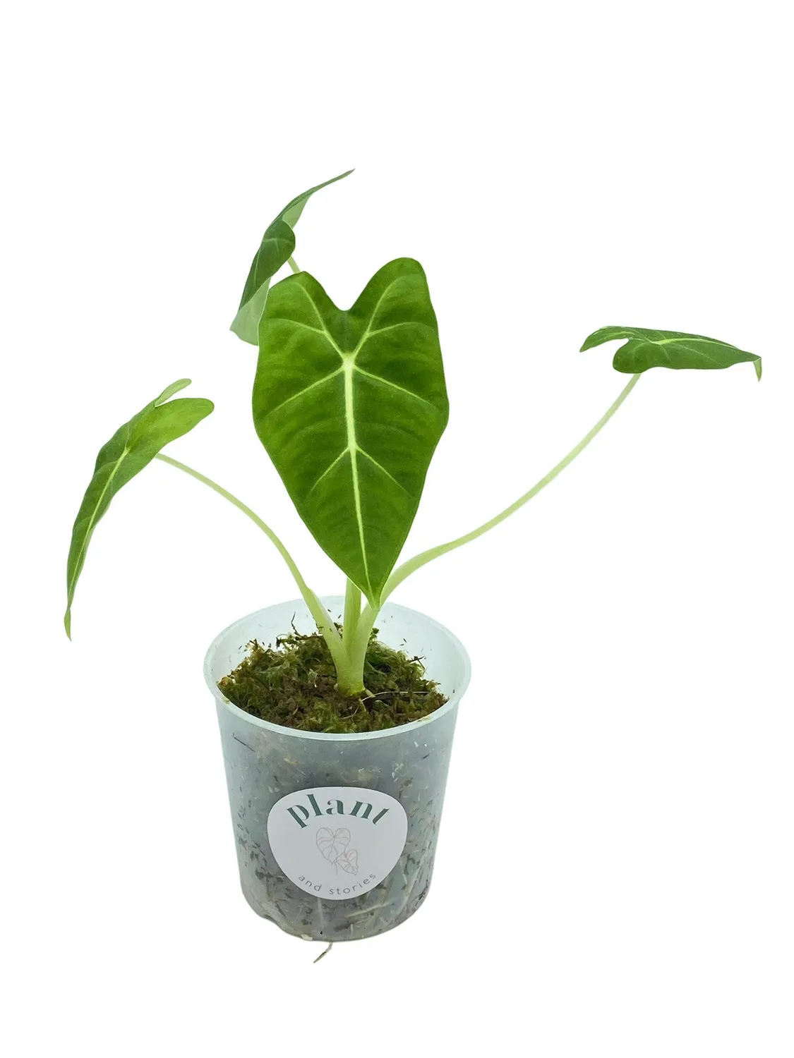 Plant and Stories Frydek alocasia micholitziana velours pot 6 cm