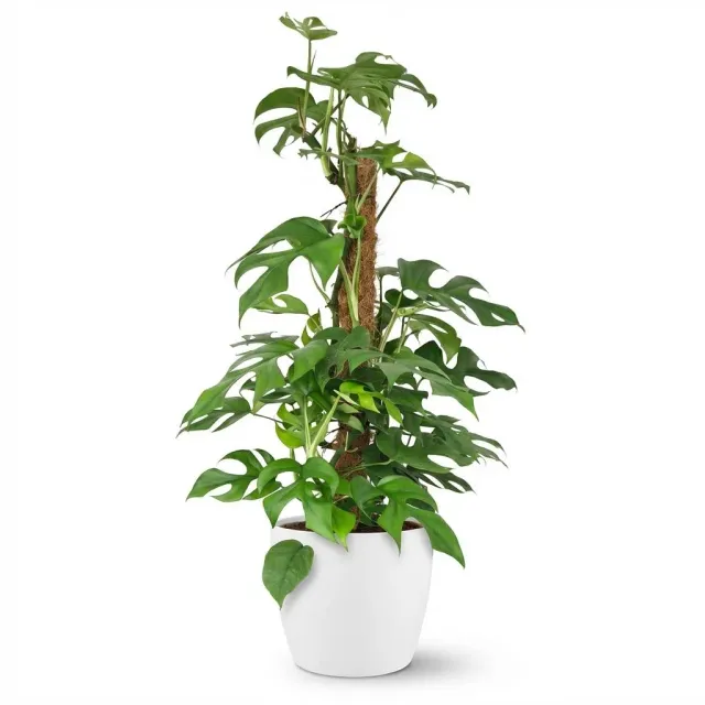 Plant and Stories Monstera Minima plante 90cm sans cache-pot