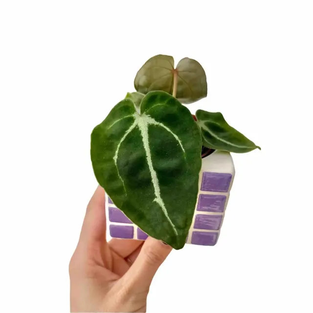 Plant and Stories Anthurium Forgetii plante pot 6 cm velours
