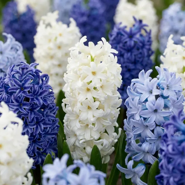Plant and Stories Jacinthe bleue bulbes 20 bulbes parfumés