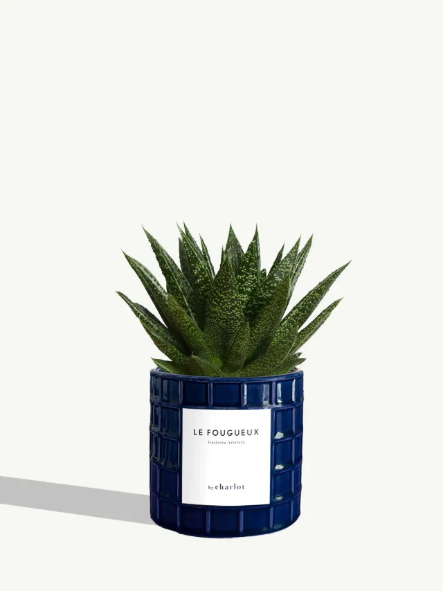 By Charlot Le Fougueux succulente Gasteria 8-10 cm pot S