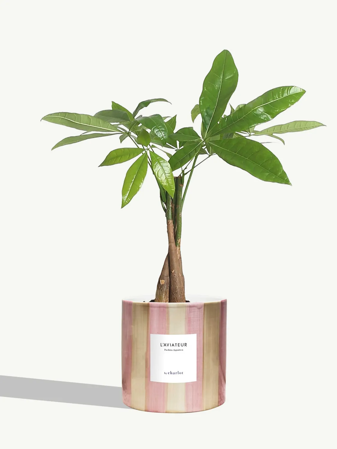 By Charlot L'Aviateur anthurium plante pot 14 cm