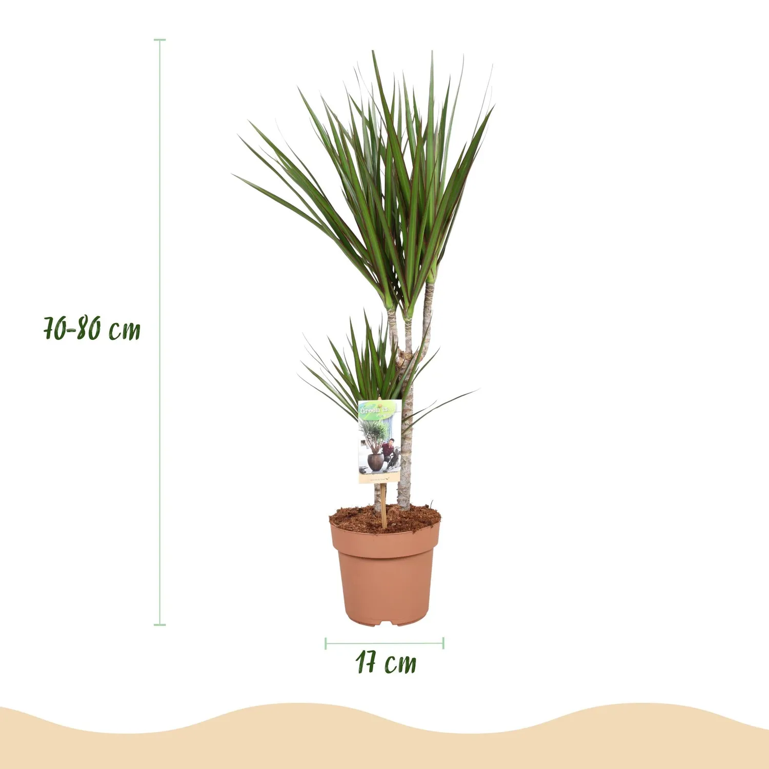 Plant and Stories Dracaena Marginata plante d’intérieur pot 17cm bord rouge