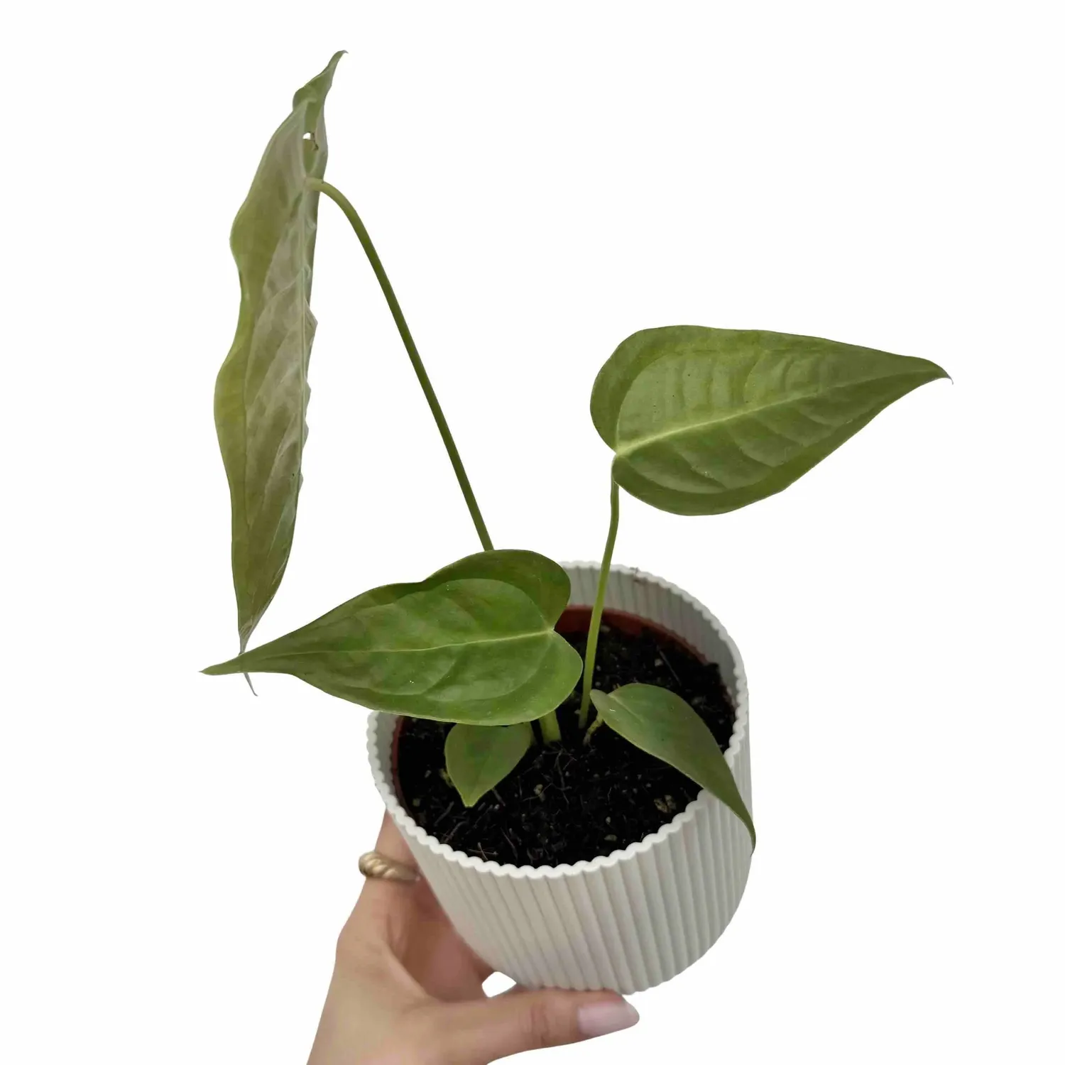 Plant and Stories Anthurium Veitchii plante d'intérieur pot 6 cm