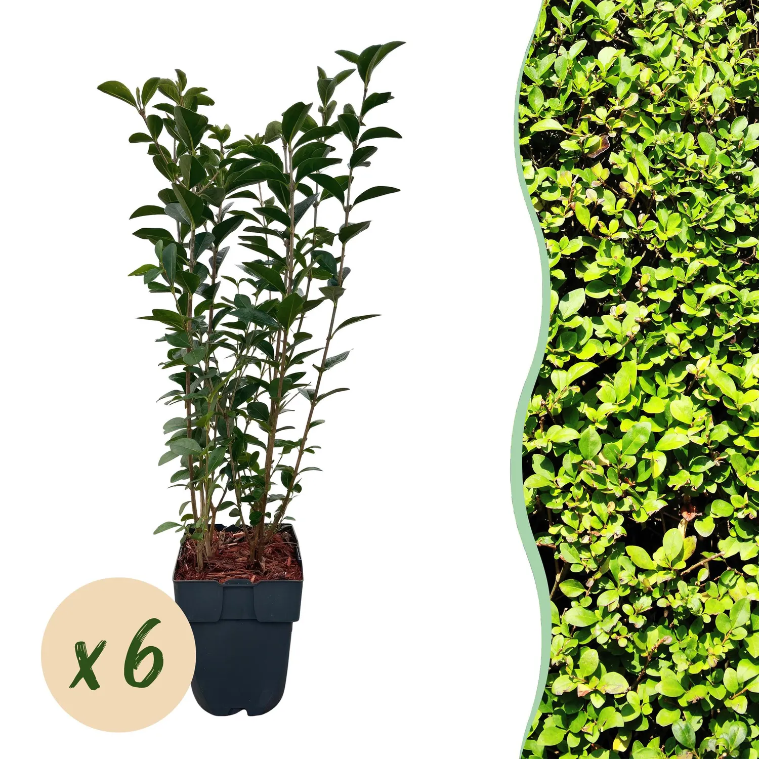 Plant and Stories Ligustrum troène haie lot 6 plants pot 17 cm