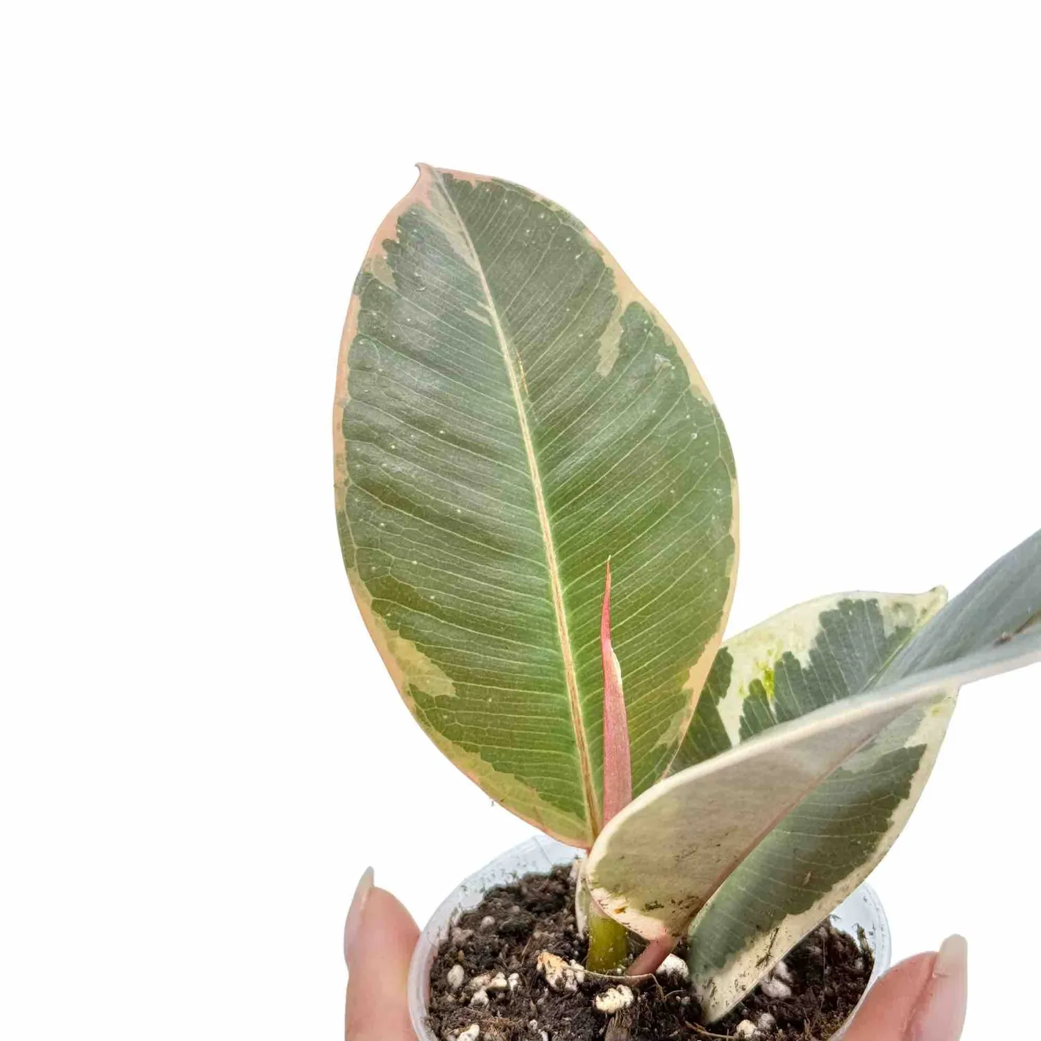 Plant and Stories Ficus Elastica Tineke plante pot 12 cm panaché