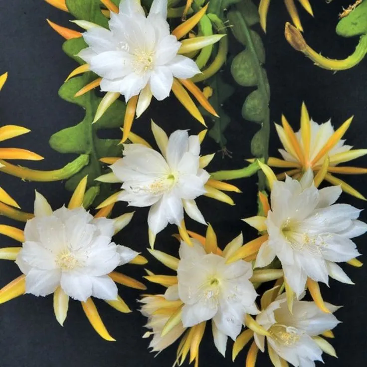 PLANT AND STORIES Epiphyllum Anguliger cactus pot 9 cm retombant