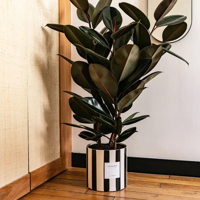By Charlot L'Élégante ficus elastica plante pot 24 cm XL