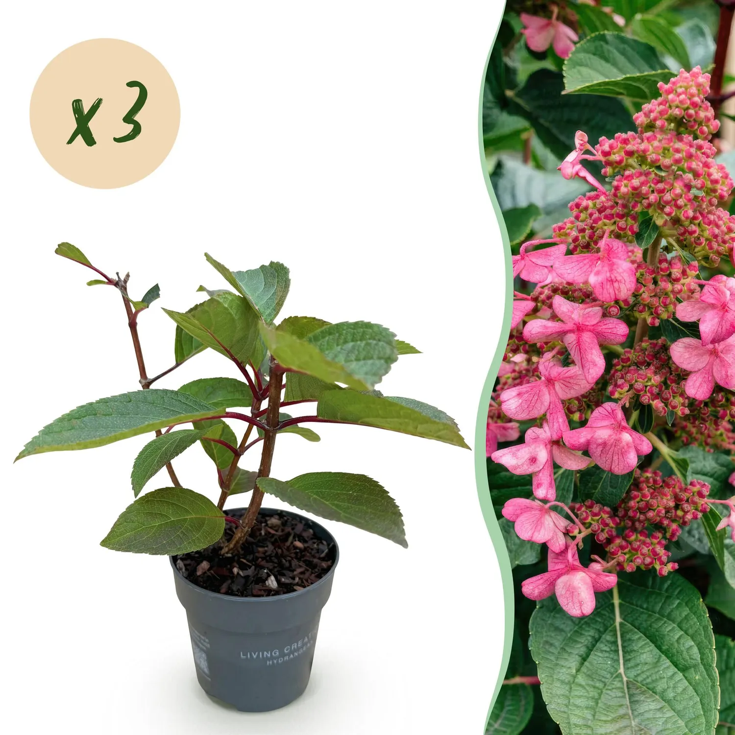 Plant and Stories Living Infinity hortensia arbuste 1 plant blanc-rose