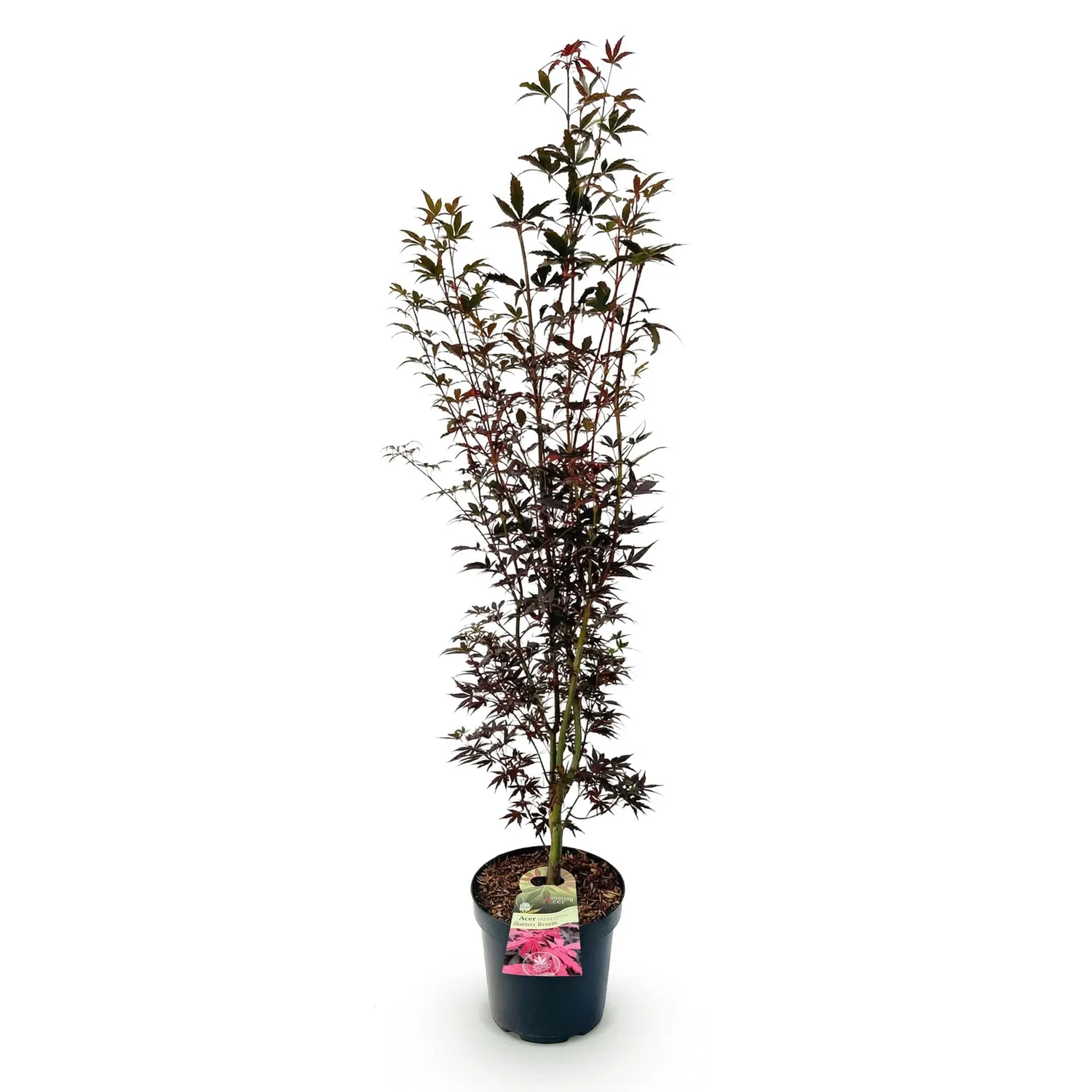 Plant and Stories Acer Skeeter's Broom érable du Japon pot 26 cm