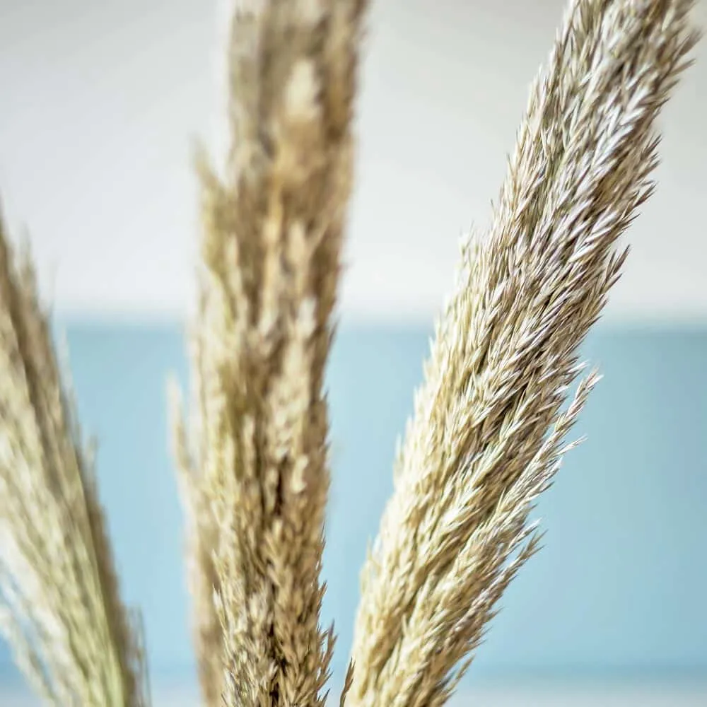 Réconciliation Végétale miscanthus botte fleurs séchées naturel 6 tiges