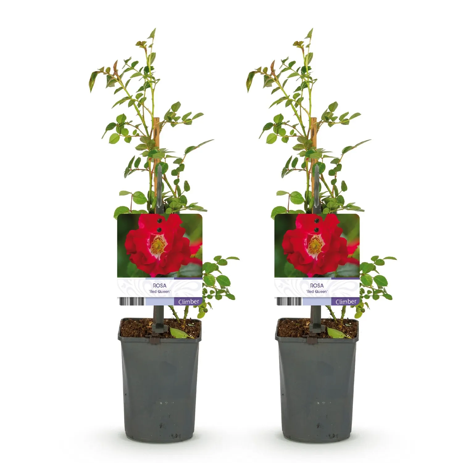 Plant and Stories Red Queen rosier grimpant lot 2 rouge parfumé