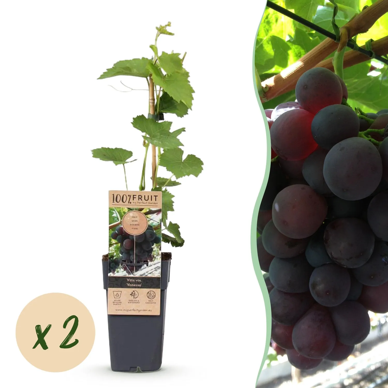 Plant and Stories Vigne Vanessa raisin fruitier lot 2 plants bleus