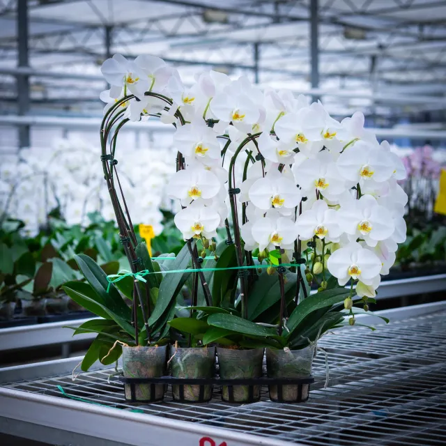 Orchidées de Prestige Brut Cascade Blanc orchidée pot 12 cm