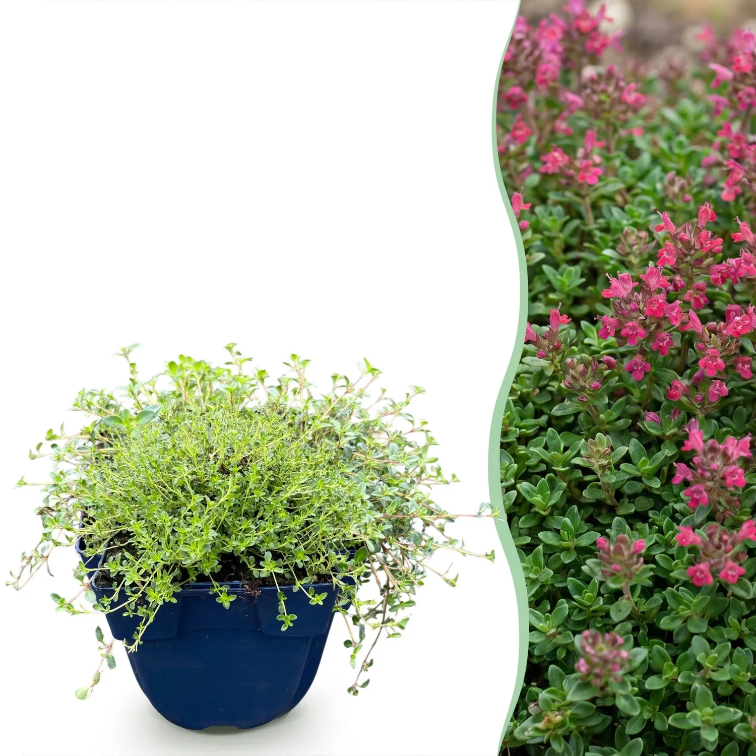 Plant and Stories Red Carpet thym aromatique 1 plant