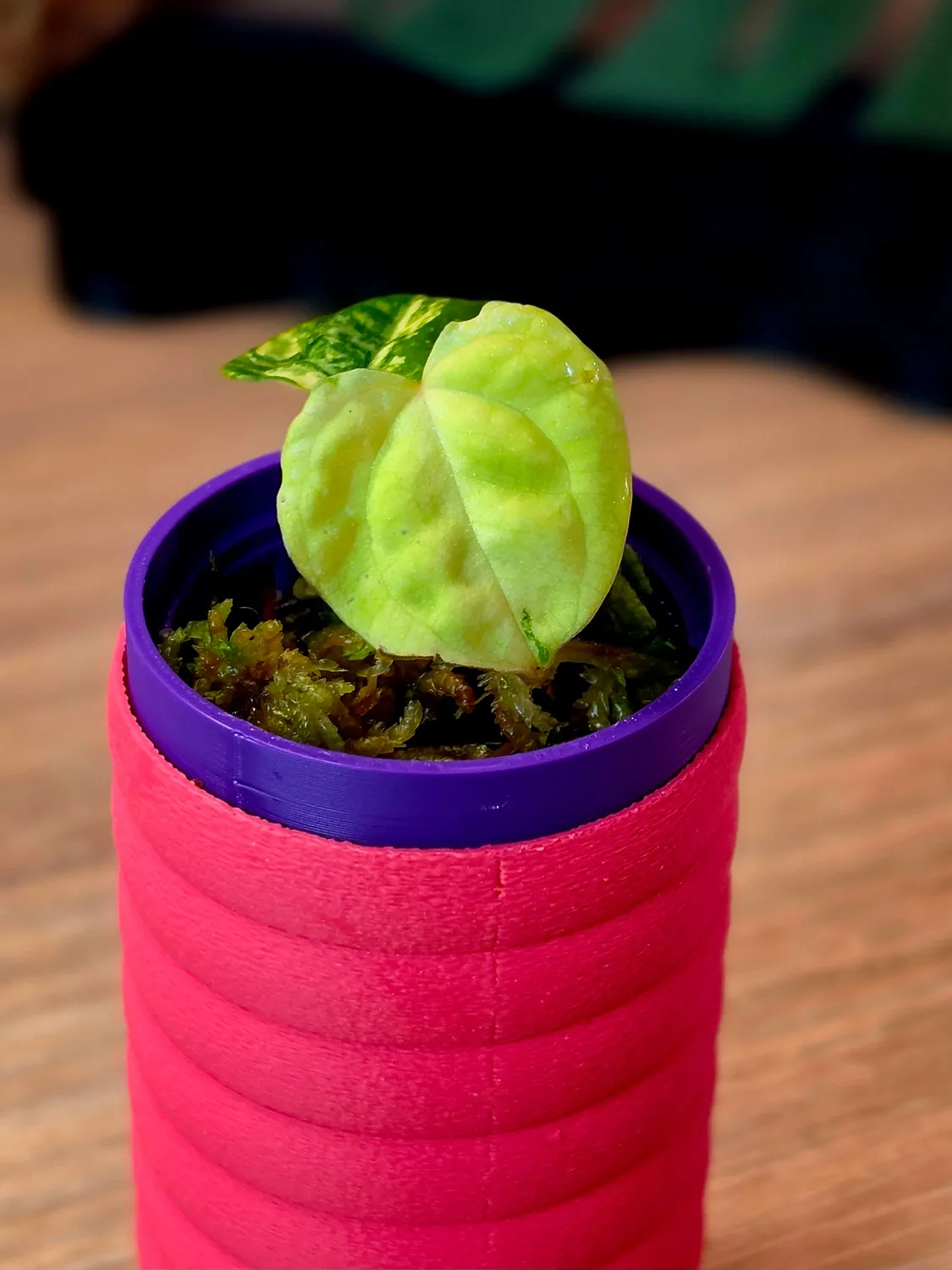 plant.ess Anthurium Guna Yala plante Nyx M23 panachée