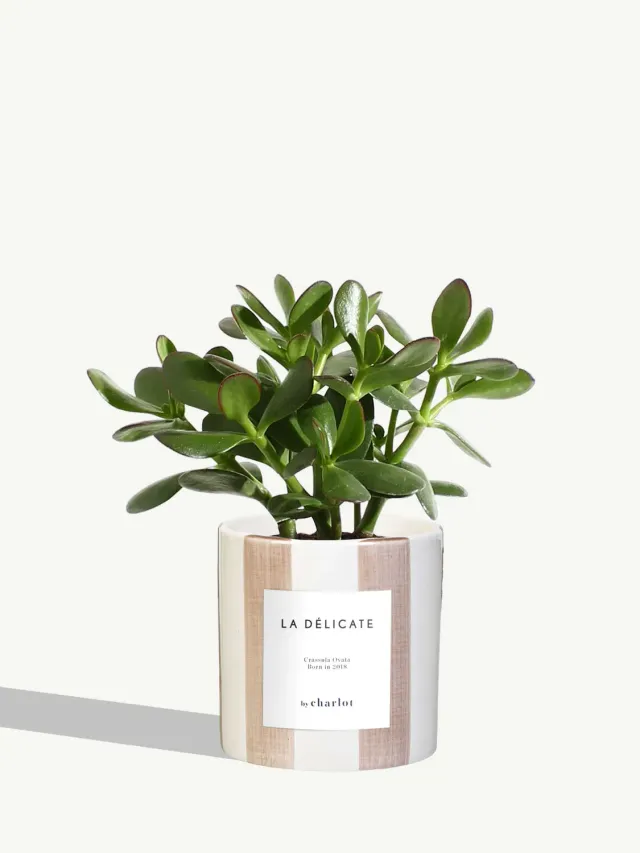 By Charlot La Délicate plante céramique rose rayé