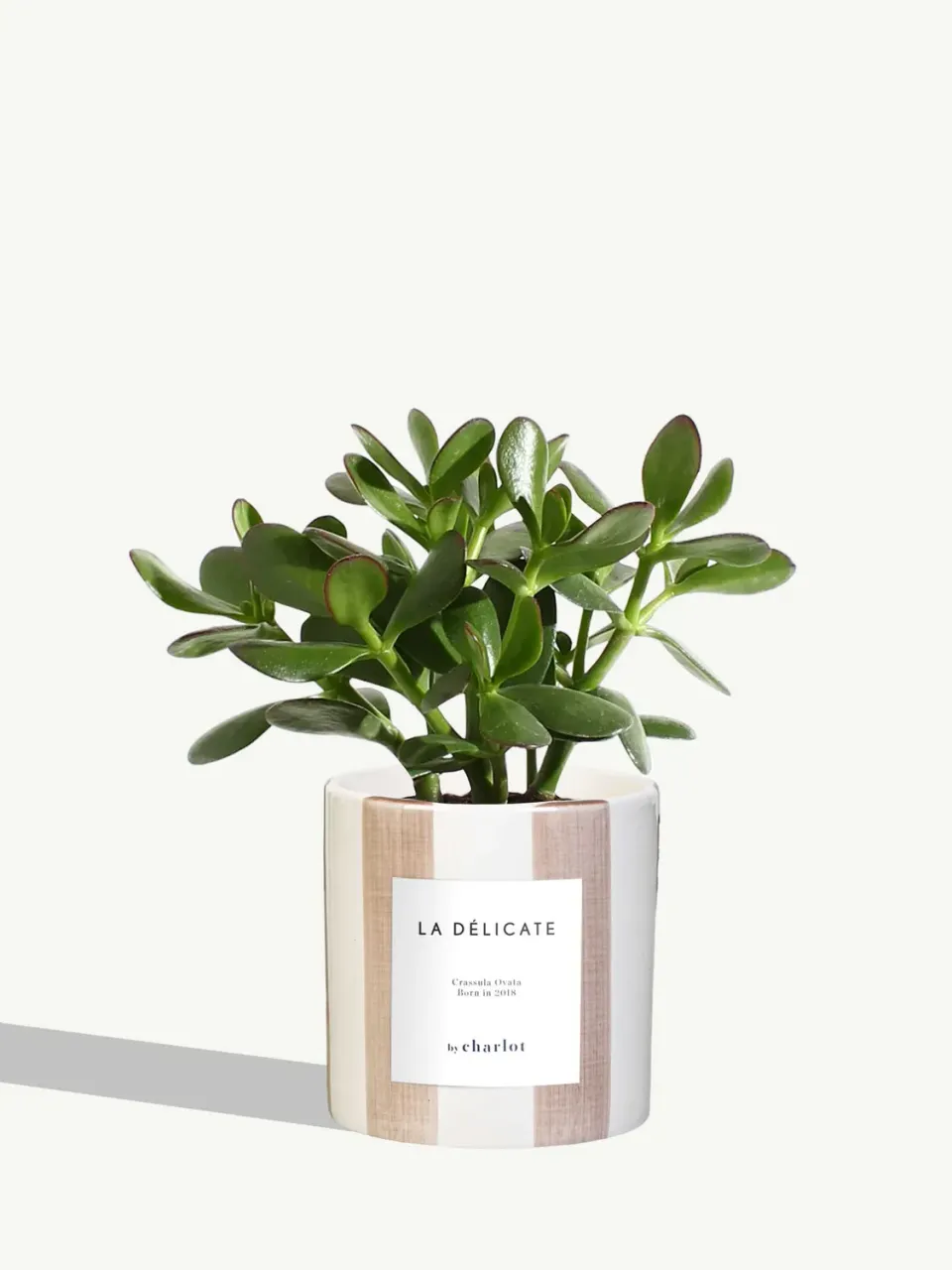 By Charlot La Délicate plante céramique rose rayé