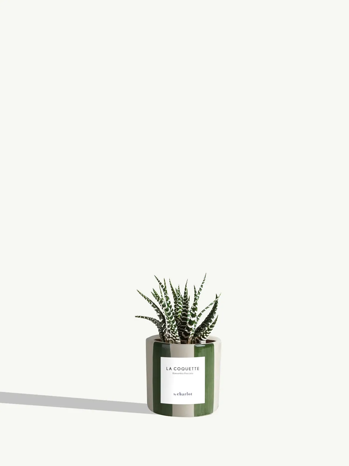 By Charlot La Coquette mini plante haworthia pot 6 cm
